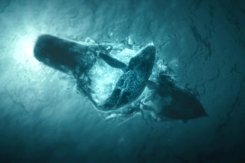 Aus der Unterwasserperspektive ist ein Boot zu sehen, das durch ein Grauwal in zwei Teile zerbrochen ist.